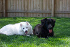 Destin and Jersey are best buds...finally!