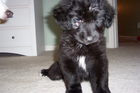 Destin was a very sick puppy when we first brought him home.