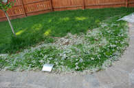 8-days-after-scotts-grass-mix.jpg