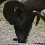 a-bighorn-sheep-grazing-roadside.jpg