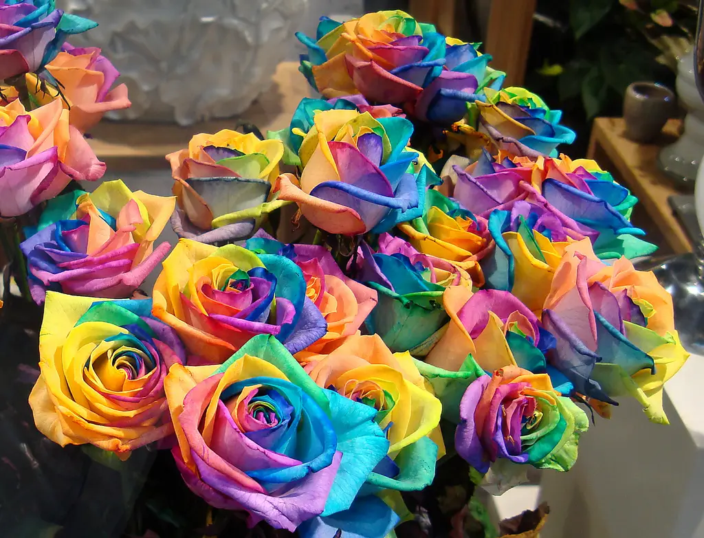 a bunch of rainbow roses for sale by Gertrud K