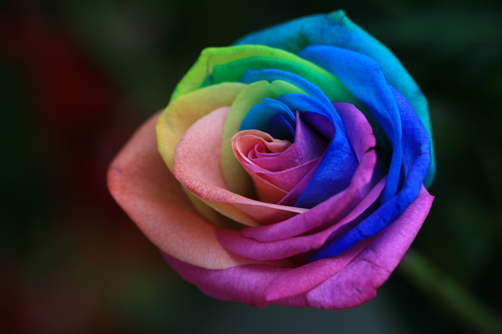  purple green orange pink and yellow How Much Are Rainbow Roses