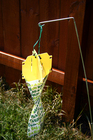 Bag-a-bug Japanese Beetle trap placed in the yard.