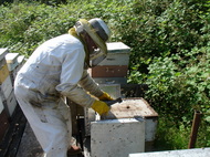 beekeeper-photo-by-kakisky.JPG