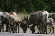 big-horn-sheep-grazing-at-the-roadside.jpg