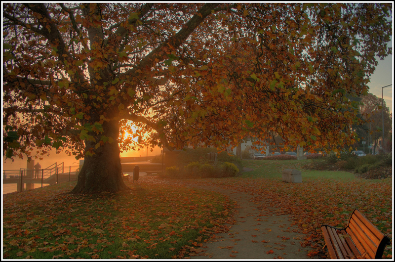 big-tree-lots-of-leaves-by-shellorz.jpg