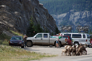 bighorn-sheep-grazing-on-the-roadside.jpg