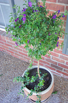 A potted Blue Potato Plant that has lots of little purple flowers.