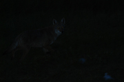 canadian-coyote-at-night.jpg
