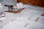 cat_in_the_middle.jpg