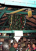 cayman-upside-down-tree.jpg