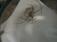 charles-brown-recluse-5.jpg