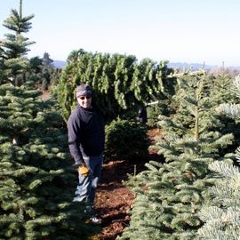 christmas-tree-farm-by-JAGwired.jpg