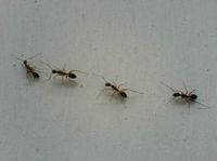 closeup-of-ants-by-smile-pls.jpg