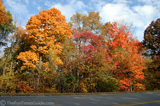 Colorful fall leaves on the Natchez Trace Parkway.