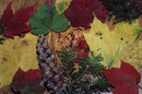 Colorful autumn leaves up close.