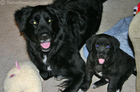 Destin and Tenor.