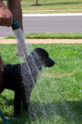 destin_bath_hose.jpg
