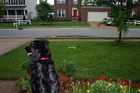 Destin enjoyed watching the water sprinkler from the porch, while keeping an eye on all our neighbors.