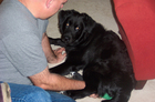 Jim applying a wet washcloth to Destin's swollen & bleeding area after his first dog neuter.