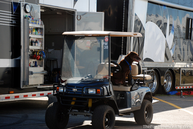 dog-on-golf-cart.jpg