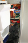 Our dog knows right where to look to find a stuffed Kong toy... top shelf in the freezer!