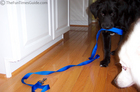Dog with leash.