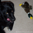 Our dog is a duck hunter wannabe.