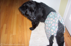 At first, he wasn't quite sure what to think of his new undergarments...