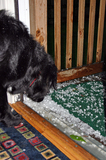 Our dog was intrigued by the hail.