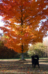 Dog in front of tree with bright orange colored leaves... he spotted a deer in the distance.