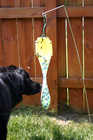 Our dog checking the contents of the bug bag by sniffing it up close.