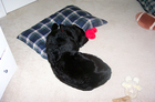 Destin trying to sleep it off... curled up in a ball... which is not how he ever sleeps!