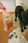 Our dogs love bread!