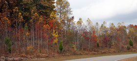 A sign that Autumn's end is near... these trees are largely bare... though still standing proud amidst thousands of bigger trees with fuller leaves along the Natchez Trace Parkway.