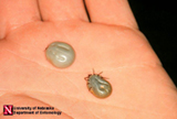 Two Dog Ticks engorged with blood.