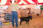 Fainting goats in the 'petting zoo' at the International Fainting Goat Festival.