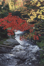 Beautiful fall colors captured in a photograph of a waterfall.