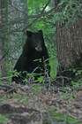 A Gatlinburg black bear we spotted along the Roaring Fork Motor Nature Trail.