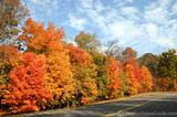 Some of the most colorful goldenrod and red colored leaves spotted on this particular afternoon on the Natchez Trace in November.