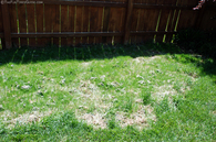 grass-growth-at-10-days.jpg