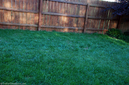 grass-growth-at-12-days.jpg