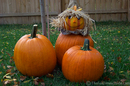 Halloween pumpkins in the backyard.