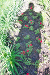 The 'morning-after' picture showing that the impatiens planted in the back flower garden made it through the night. Notice Lynnette's shadow?