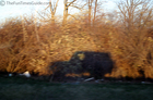 A picture of our Jeep's shadow seen with the sun to our left (West) as we're driving along the highway.