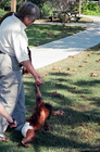 Kera and Lucie going for a walk on the zoo grounds.