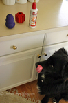 Our dog salivating at the sight of two Kong toys waiting to be 'stuffed' on the counter.