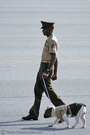 The Marines canine mascot, Hummer, at the graduation ceremonies.