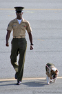 The Old English Bulldog is the official mascot of the U.S. Marines.