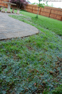 new-grass-growth-6-days.jpg